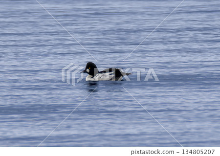 A common goldeneye flew onto the lake 134805207