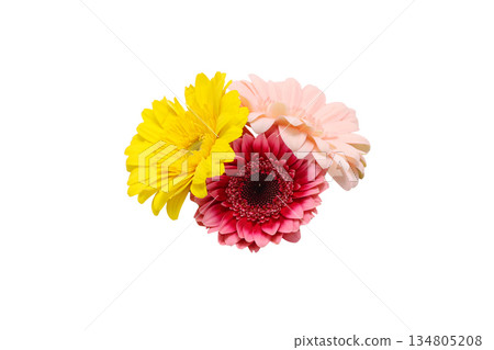 白色背景上的非洲菊花束 134805208