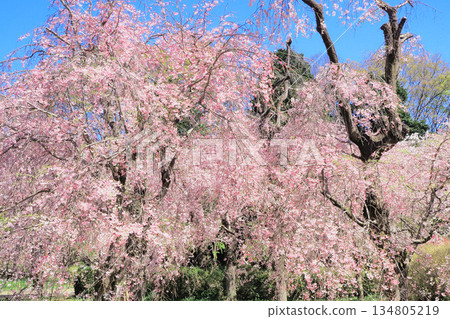 重瓣垂枝櫻花 134805219