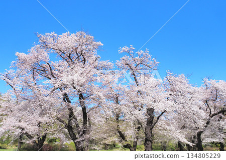 Cherry blossoms in full bloom (Somei Yoshino) Cherry blossoms in full bloom (Somei Yoshino) 134805229