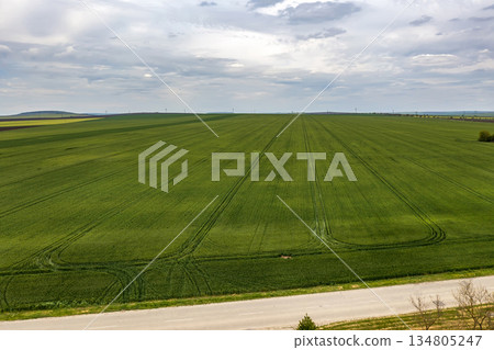 young green wheat 134805247