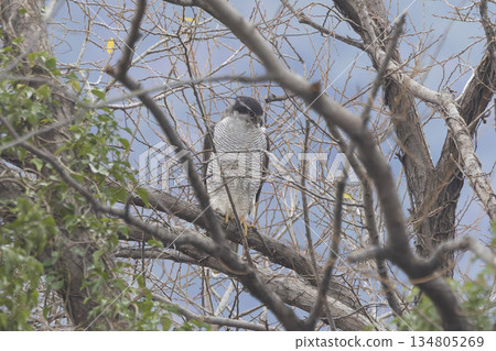 Goshawk perched on a tree branch Goshawk perched on a tree branch 134805269