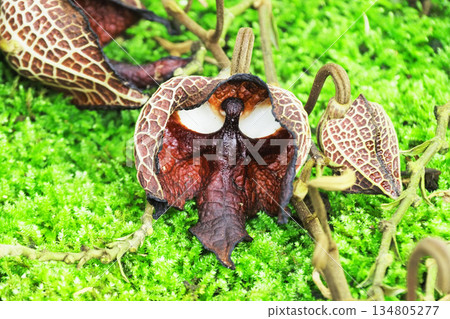 馬兜鈴花 134805277