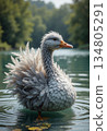 The image shows a domestic goose or duck of the American Pekin breed 134805291