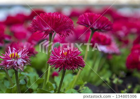 Many red of Common Daisy Many red of Common Daisy 134805306