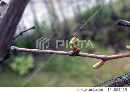 Grapevine buds with small leaves in first days of spring in a vineyard. Blurred background. Grapevine buds with small leaves in first days of spring in a vineyard. Blurred background. 134805419