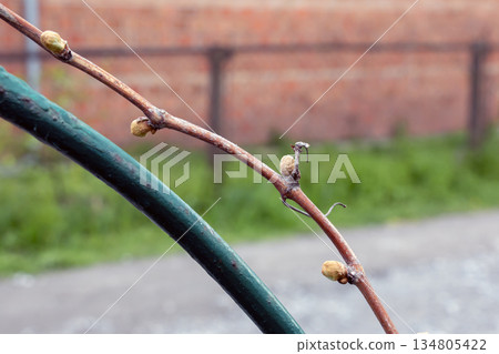 Grapevine buds with small leaves in the first days of spring in a vineyard. Grapevine buds with small leaves in the first days of spring in a vineyard. 134805422