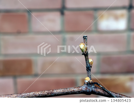 Grapevine buds with small leaves in the first days of spring in a vineyard. Close-up. Blurred background. 134805423
