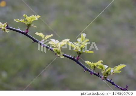 Climbing rose in the garden in early spring. Buds are opening on the rose branches. Rose is a woody perennial flowering plant of the genus Rosa in Rosaceae family. 134805760