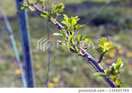 Climbing rose in garden in early spring. Buds are opening on rose branches. Rose is woody perennial flowering plant of the genus Rosa in the Rosaceae family. 134805769