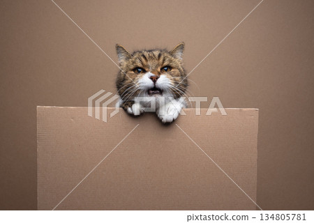 cute cat holding blank cardboard sign with copy space cute cat holding blank cardboard sign with copy space 134805781