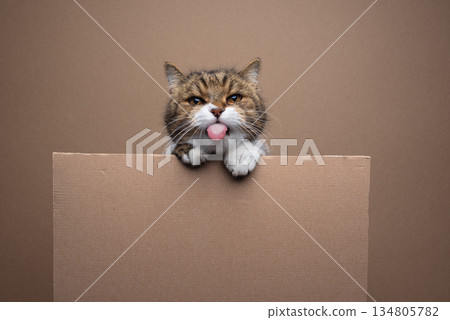 cute cat holding blank cardboard sign with copy space 134805782