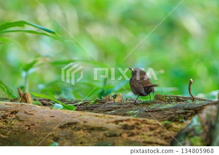 A wren relaxing on a dead tree A wren relaxing on a dead tree 134805968