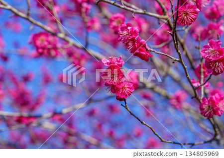 Bright pink plum blossoms in full bloom shining in the sunlight against a blue sky 134805969