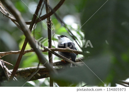 Black-and-white manakin 134805973