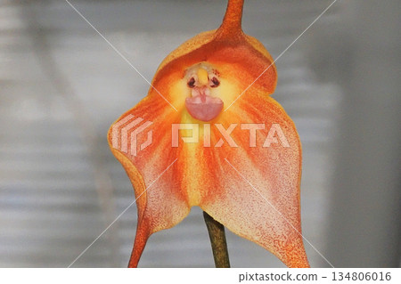 Dracula Gigas Flower 134806016