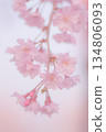 Bloomed cherry tree in full bloom 134806093