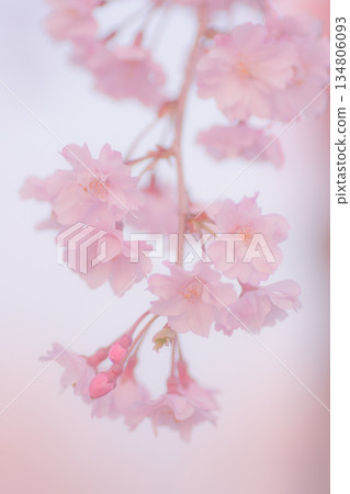 Bloomed cherry tree in full bloom Bloomed cherry tree in full bloom 134806093