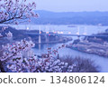 Cherry blossoms in bloom, Onomichi scenery at dusk 134806124