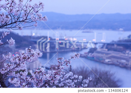 櫻花盛開，尾道黃昏景色 134806124