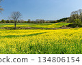 Nanatsukahara Ranch where rape blossoms bloom 134806154