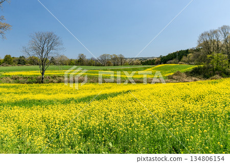 七津岡原牧場,油菜花盛開的地方 七津岡原牧場,油菜花盛開的地方 134806154