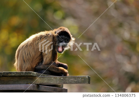 傑弗裡蜘蛛猴張著嘴看著鏡頭 134806375