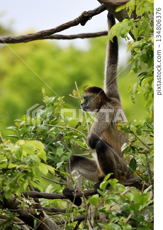 一隻蜘蛛猴側躺在繩子上，目光直視前方。 134806376