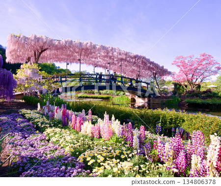 Pale red wisteria and flower fields at Ashikaga Flower Park 134806378