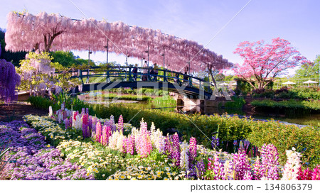 Pale red wisteria and flower fields at Ashikaga Flower Park Pale red wisteria and flower fields at Ashikaga Flower Park 134806379