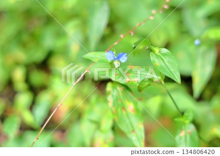 Cute dayflower flower Cute dayflower flower 134806420