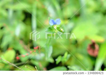 可愛鴨跖草花 可愛鴨跖草花 134806423