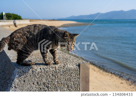 Cat staring at the sea 134806433
