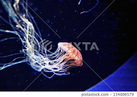 Red moss Red moss 134806579