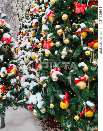 Close-up of Snow-Covered Christmas Trees with Red Bows and Gold Ornaments 134806614