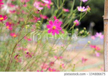 清新的波斯菊 134806675