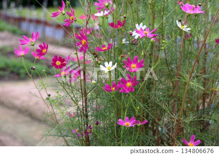 清新的波斯菊 清新的波斯菊 134806676