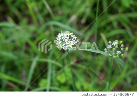 Cute chive flowers 134806677