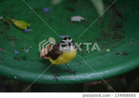 Kibara巨型伊朗蝴蝶 134806688