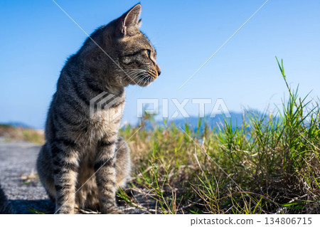 Trown cat Trown cat 134806715