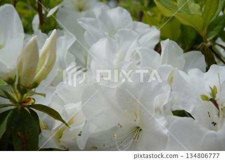 Azalea's white flower 134806777