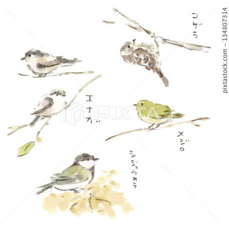 綠道上常見的小鳥水彩插圖（長尾山雀、日本繡眼鳥、大山雀、日本侏啄木鳥） 134807314