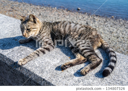 Cat taking a nap Cat taking a nap 134807326