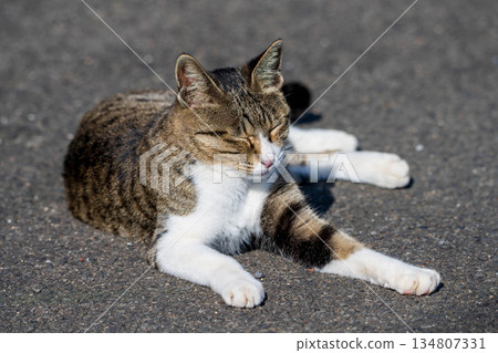 A relaxing cat A relaxing cat 134807331