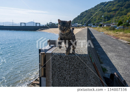 Cat to jump Cat to jump 134807336