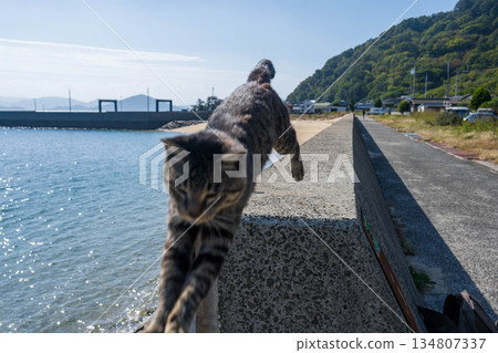 A dynamic cat 134807337