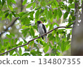 須鐘鳥 134807355
