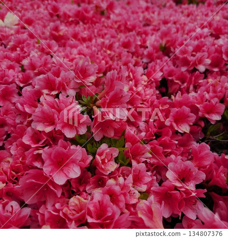 美麗的粉紅色花朵 美麗的粉紅色花朵 134807376