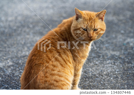 The turning tea tiger cat The turning tea tiger cat 134807446