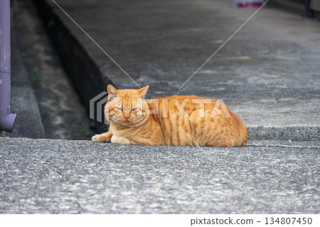 Cat lying on the road 134807450